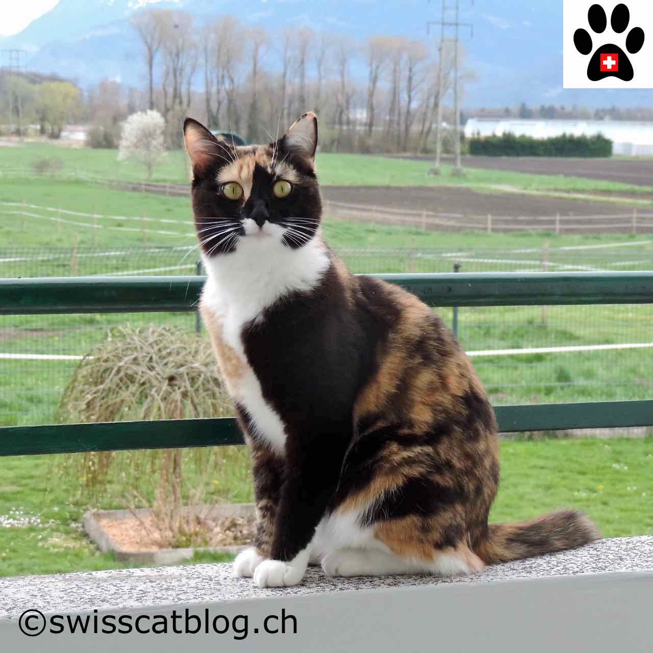 About The Swiss  Cats 