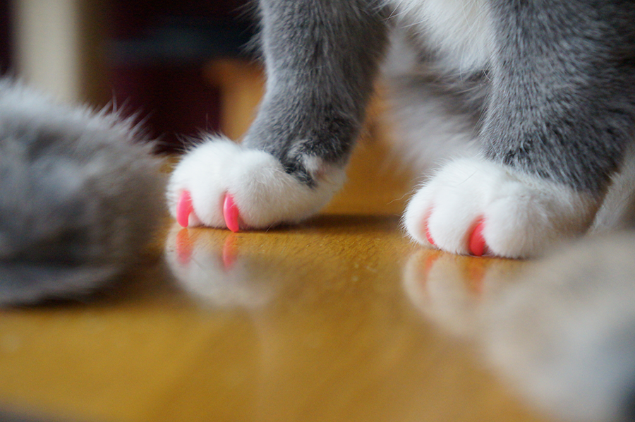 tiny cat paws