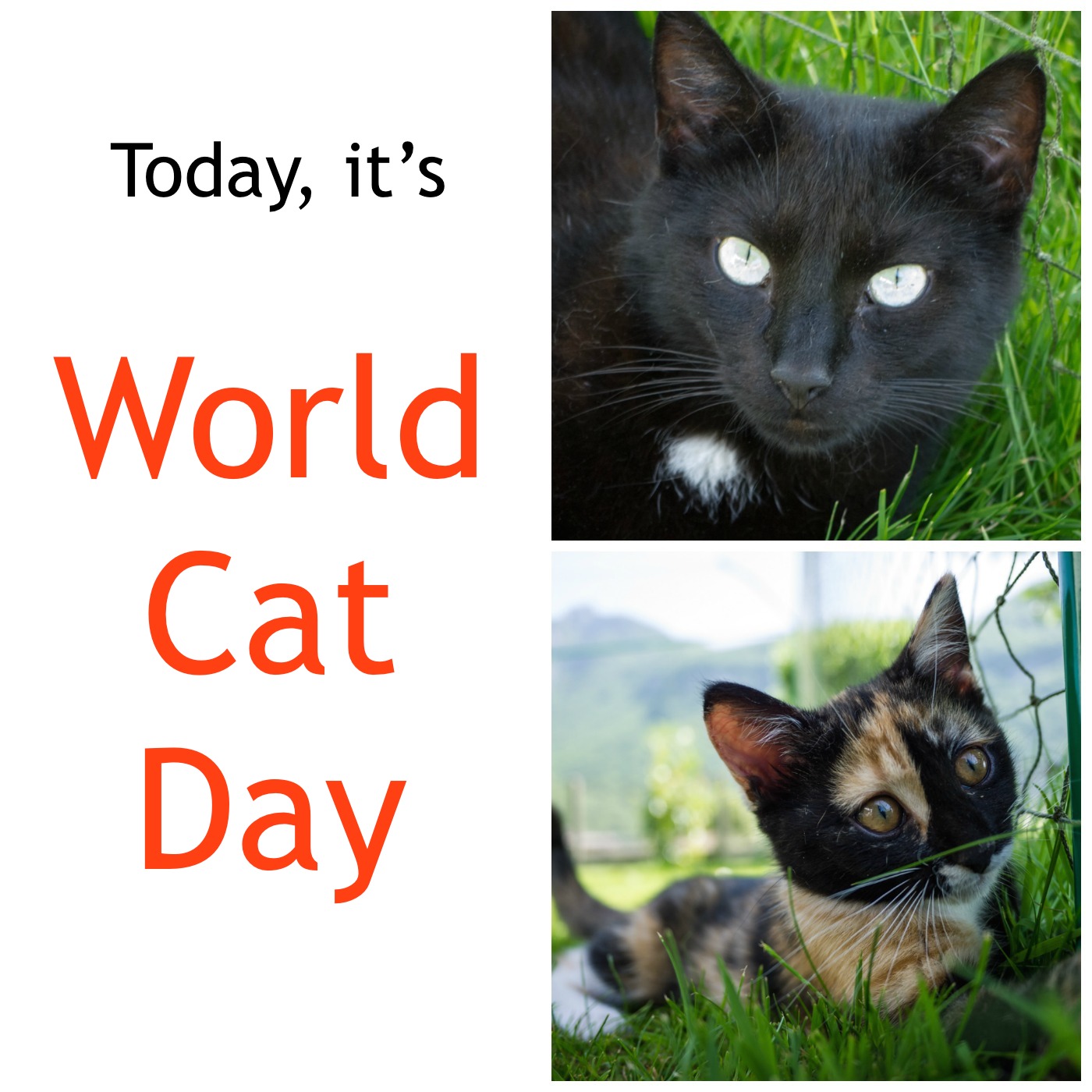 Image result for world cat day