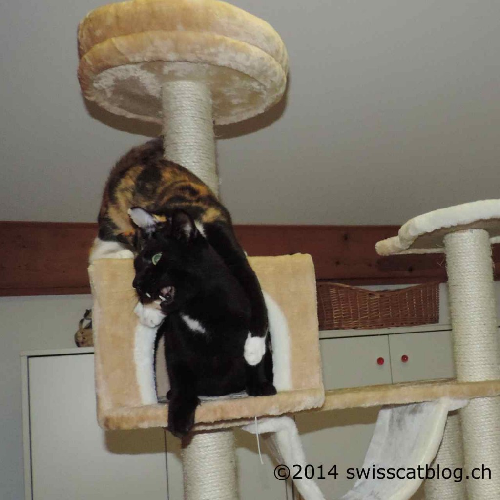 Pixie attacks Zorro on the cat tree