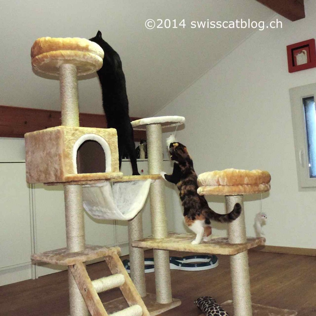 Pixie and Zorro playing on the cat tree 2