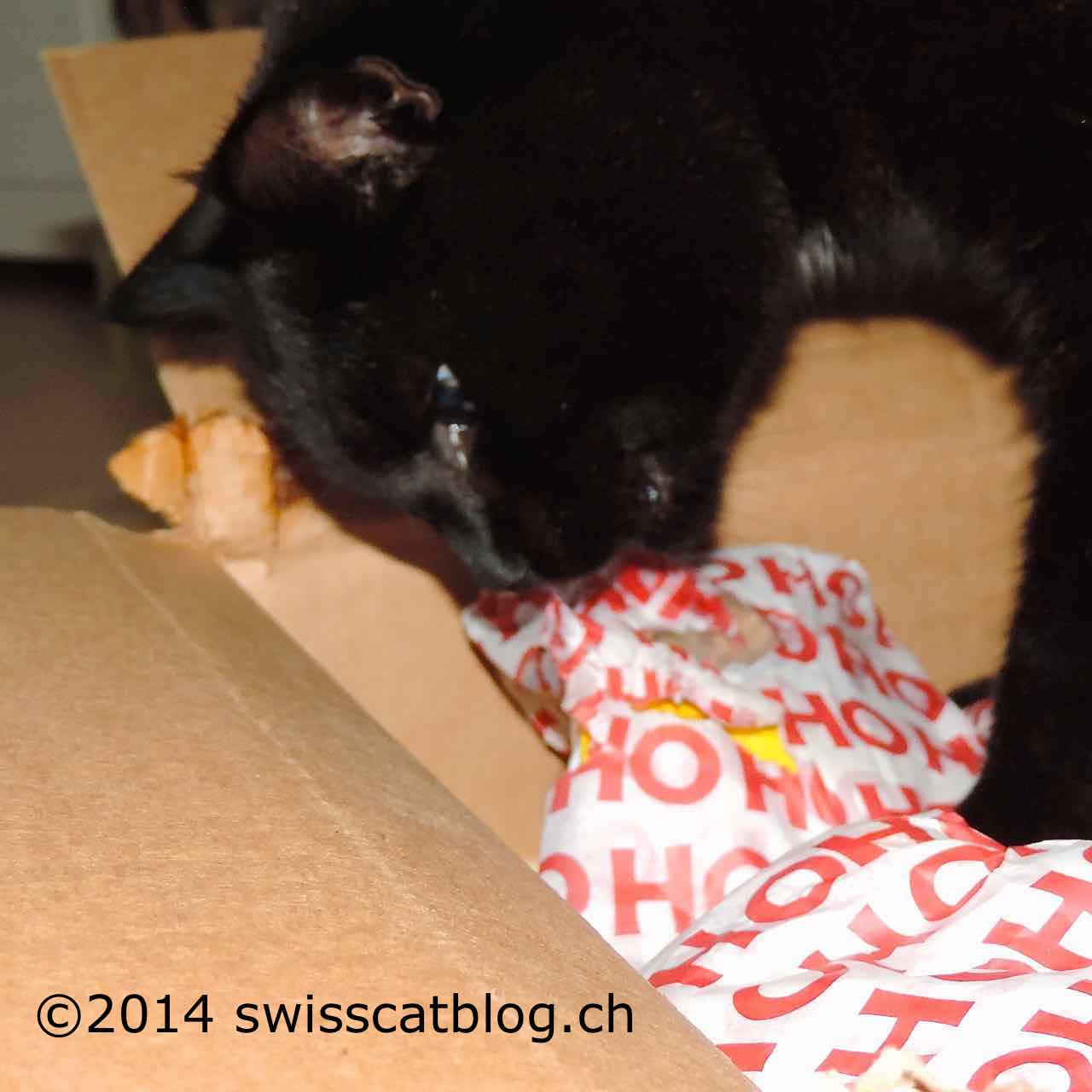 Merci Chat Noel The Swiss Cats Merci Chat Noel The Swiss Cats