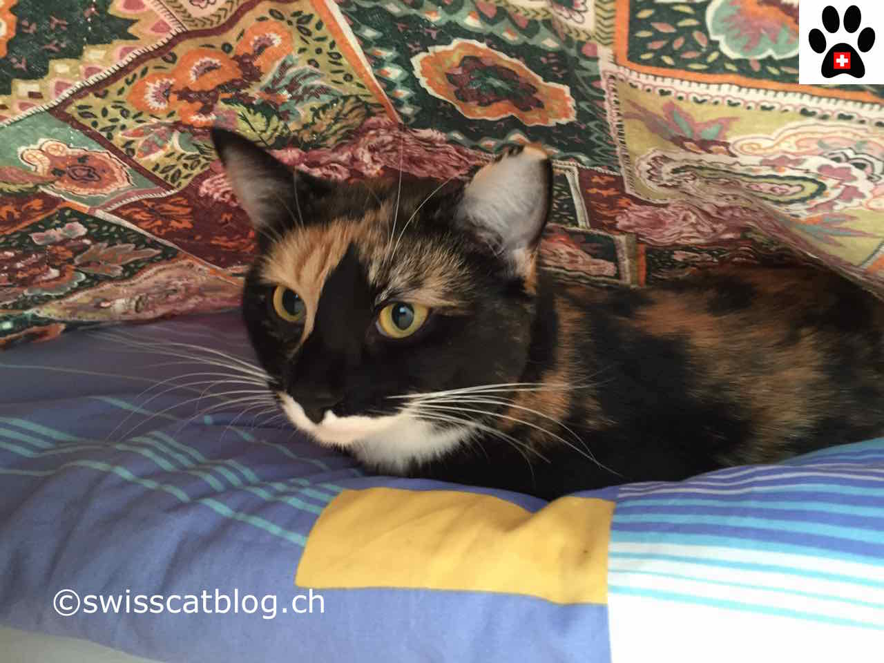 Comment Fabriquer Un Abri Pour Chat Pour L Hiver The Swiss Cats