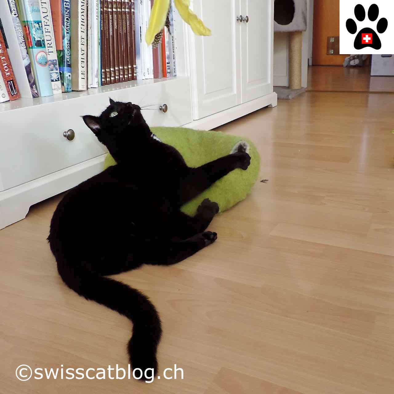 jouet chat suisse