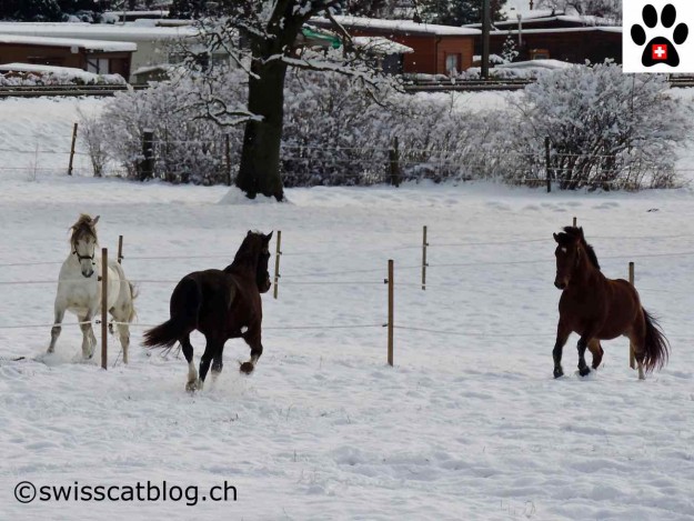 chevaux dans la neige