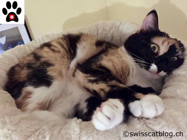 Can you believe that a cat licence will be soon compulsory in Switzerland ?
