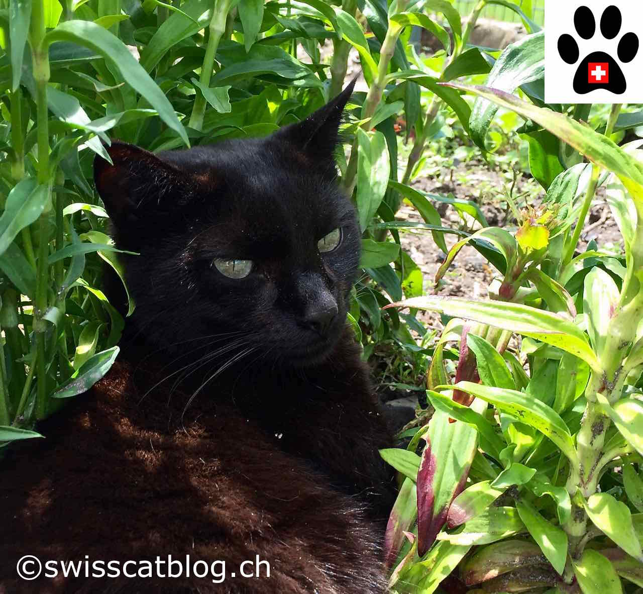 Que Faire Si Votre Chat Se Fait Piquer Par Un Insecte The Swiss Cats