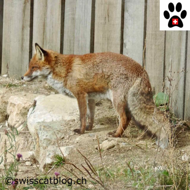 renard roux - red fox - Rotfuchs - volpe rossa