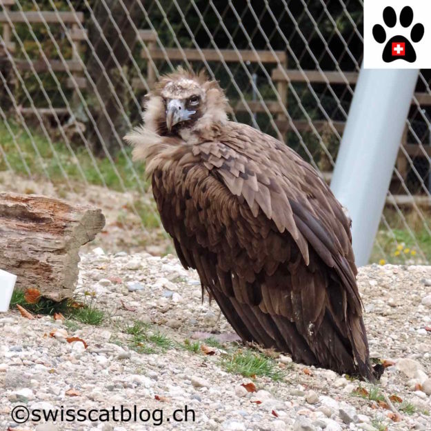 vautour moine - black vulture - Mönchsgeier - avvoltoio nero