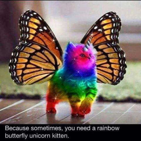 rainbow butterfly unicorn kitten