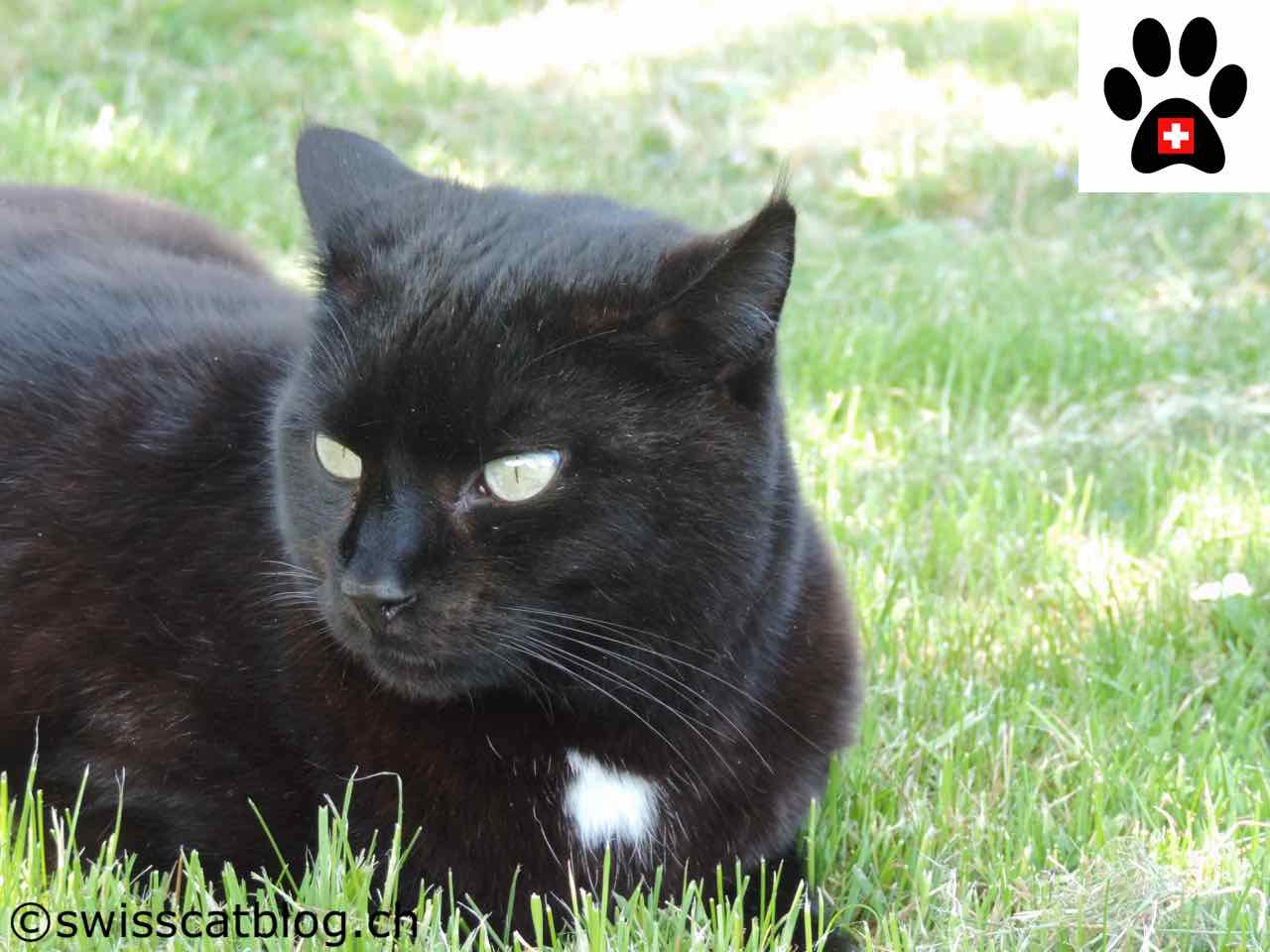 Qu Est Ce Que La Douleur Chez Le Chat Comment La Reperer Comment La Soulager The Swiss Cats